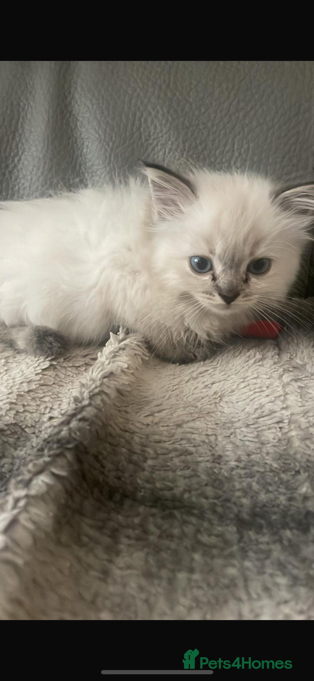 Ragdoll cats for sale: Last boy girl Hcm pkd so loving  playful cutie  - Image 36