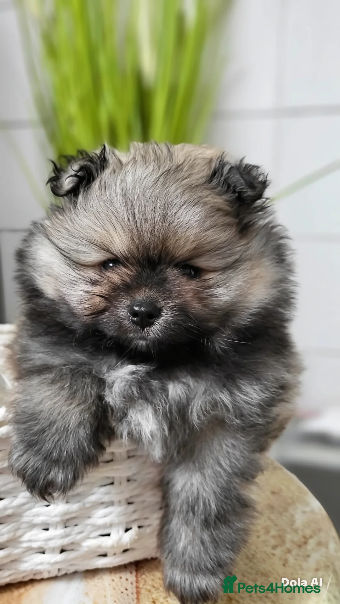 Pomeranian dogs for sale: Beautiful KC Reg Pomeranian Boys– Cream&Wolf Sable - Advert 5