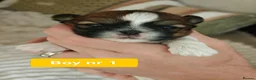Shih Tzu dogs for sale: 🌟 Shih Tzu Boys Ready for Their Forever Homes! 🌟 in Edinburgh - Advert 3