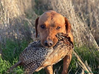 Labrador Retriever dogs Dark Fox Red KC Labrador for Stud in Hereford - Advert 1