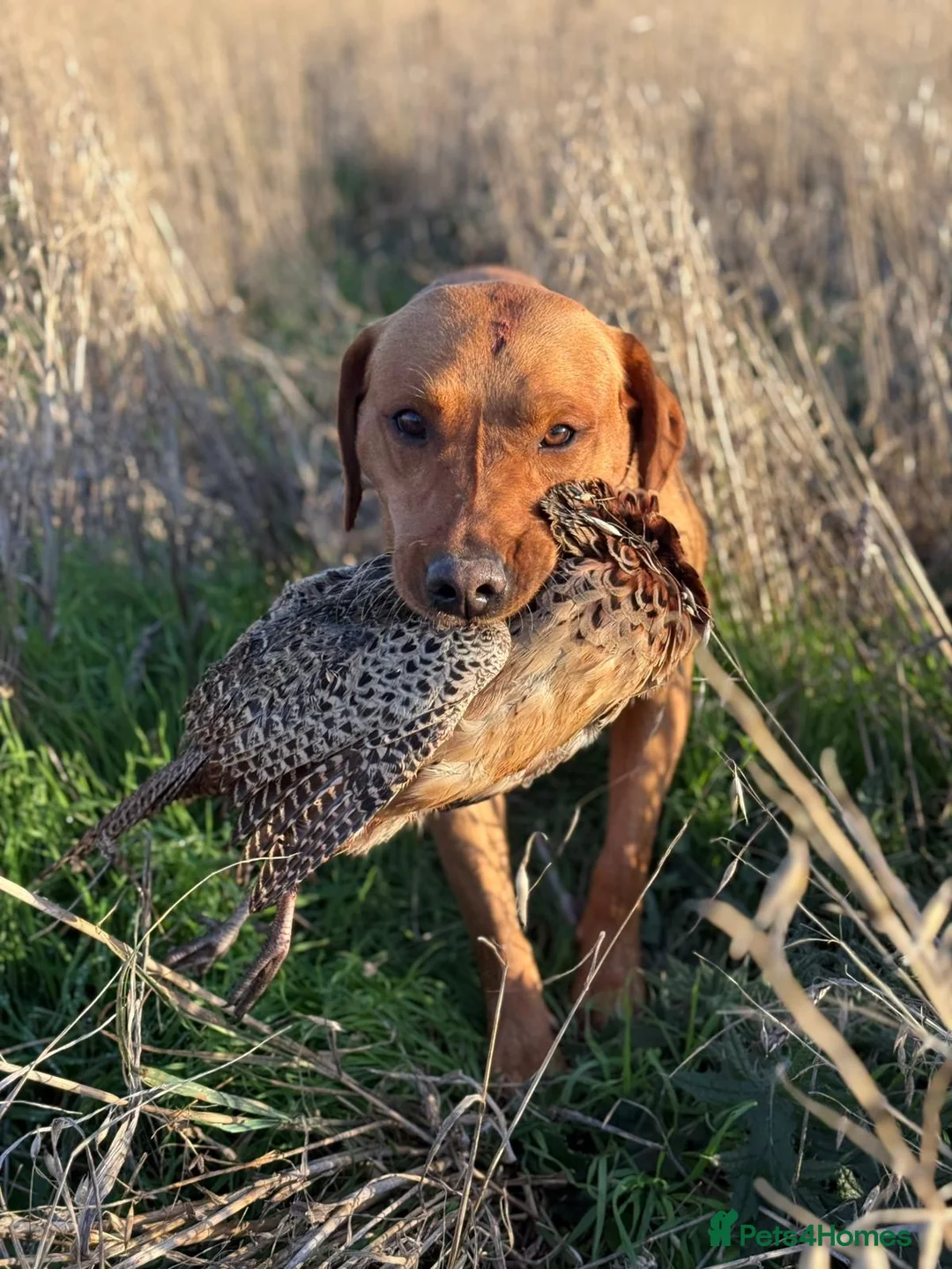 Labrador Retriever dogs for stud: Dark Fox Red KC Labrador for Stud in Hereford - Advert 1