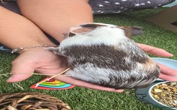 Guinea Pig rodents for sale: Guinea pig - Image 1