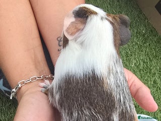 Guinea Pig rodents - Advert 39