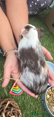 Guinea Pig rodents - Advert 15