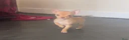 Chihuahua dogs for sale: Last chihuahua puppy REDUCED  - Advert 18
