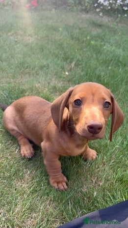 Miniature Dachshund dogs in Banbury - Advert 9
