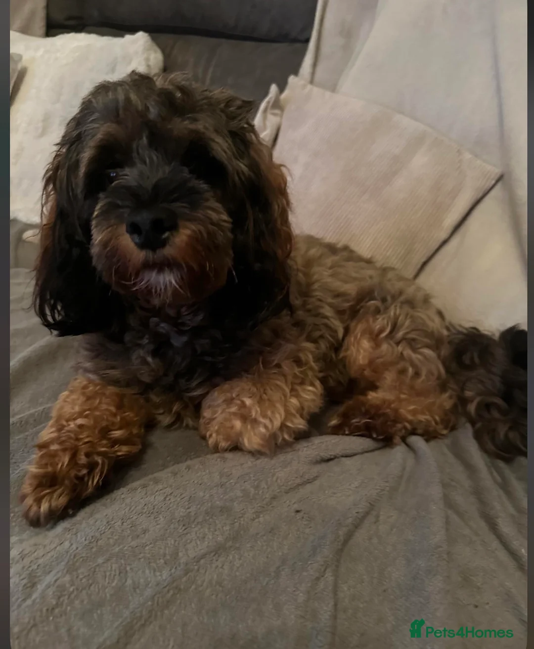 Lhasapoo dogs for sale: Beautiful Lhasapoo puppies  - Advert 2