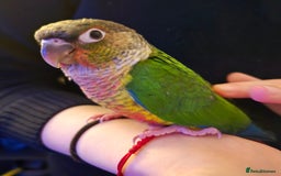 Parakeets birds for sale: Green Cheeked Conure. - Image 1