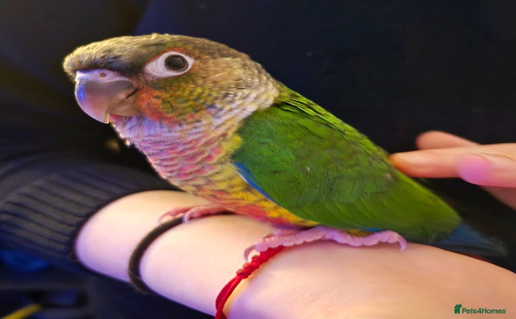Parakeets birds for sale - Advert 1