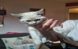 Ragdoll cats for sale: Ragdoll X Bengal - Image 14