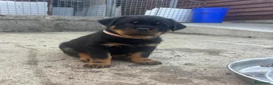 Rottweiler 1