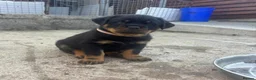 Rottweiler dogs for sale: High-Energy Hearts in Strong Little Bodies in Dundee - Advert 5