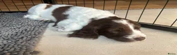 Sprocker dogs for sale: Two Sprocker Spaniel Dog Puppies For Sale in Newmarket - Advert 8