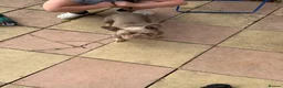 French Bulldog dogs for sale: New shade french bull dog visual fluffy +c2 - Advert 12