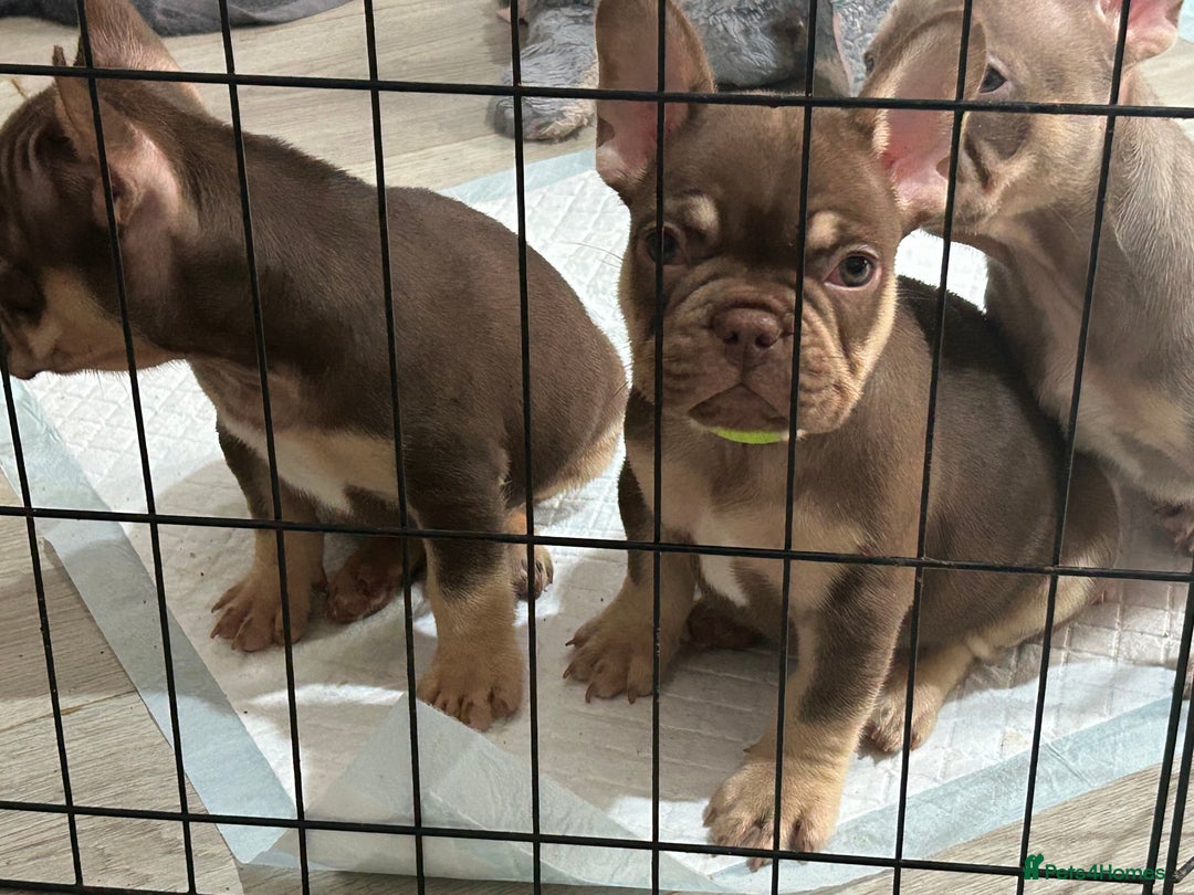 French Bulldog dogs for sale: 5* beautiful French bulldogs left ready to go 🏡 - Image 3