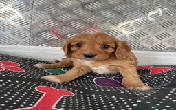 Cavapoo dogs for sale: F1 CAVAPOO puppies for sale  - Image 13