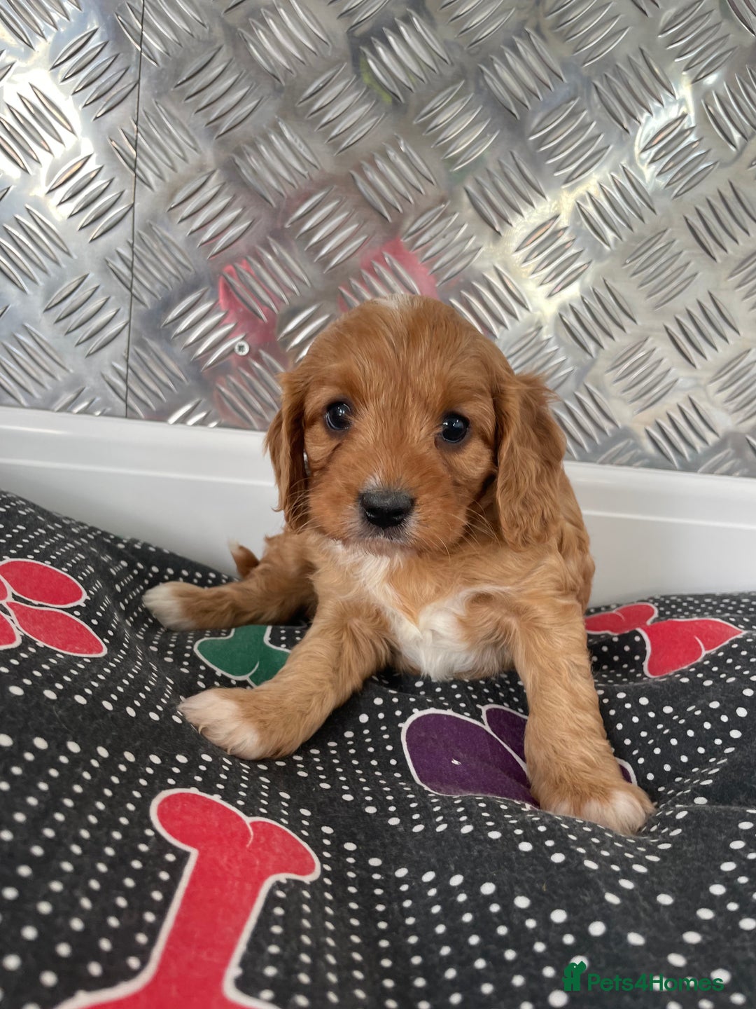 Cavapoo dogs for sale: F1 CAVAPOO puppies for sale  - Image 13