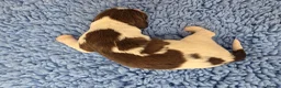 English Springer Spaniel dogs for sale: KC Health Tested, Home Reared 5 ⭐️ Liver Pups - Advert 2