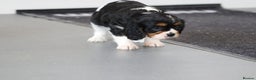 Cavalier King Charles Spaniel dogs for sale: Cavalier King Charles Puppies for sale - Advert 26