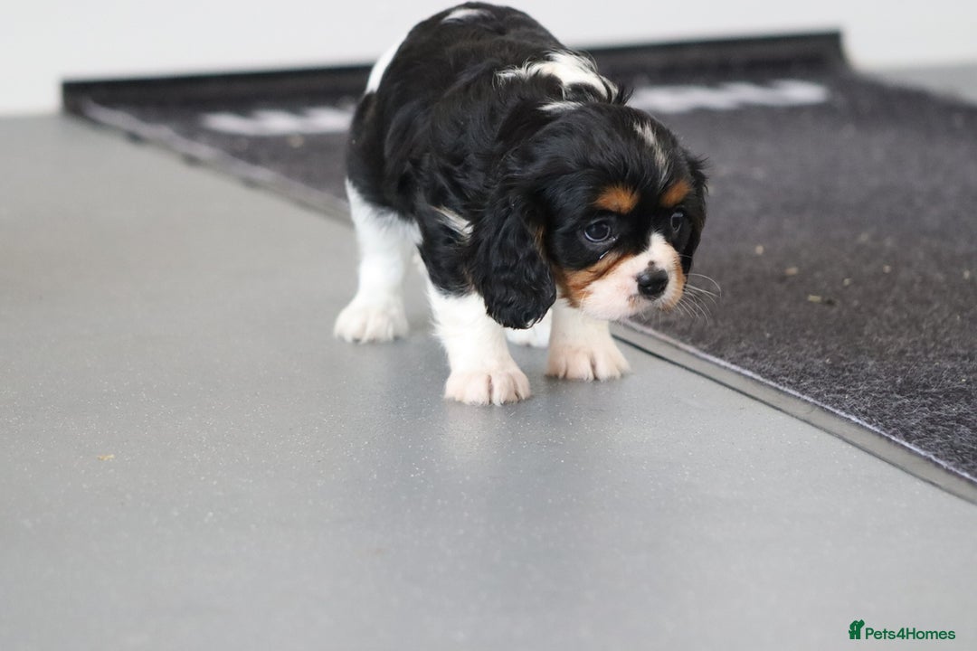 Cavalier King Charles Spaniel dogs for sale: Cavalier King Charles Puppies for sale - Advert 26