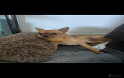 Mixed Breed dogs for sale: Rehome arlo - Image 2
