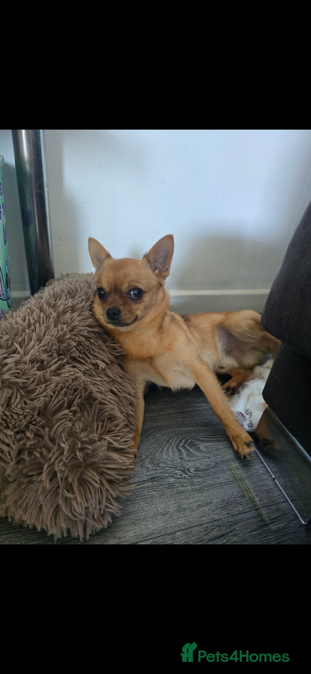 Mixed Breed dogs for sale: Rehome arlo - Image 2