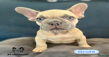 French Bulldog dogs - Advert 3