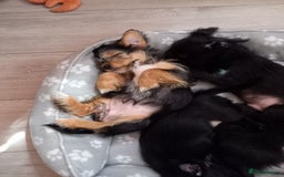 Mixed Breed dogs for sale: 💞ONLY 4 Beautiful Yorkie Russel Puppies Left 💞 - Image 36