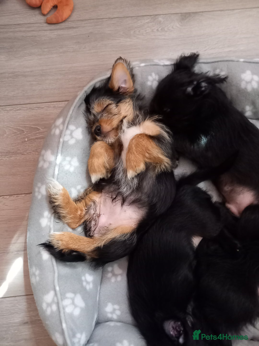 Mixed Breed dogs for sale: 💞ONLY 4 Beautiful Yorkie Russel Puppies Left 💞 - Image 36