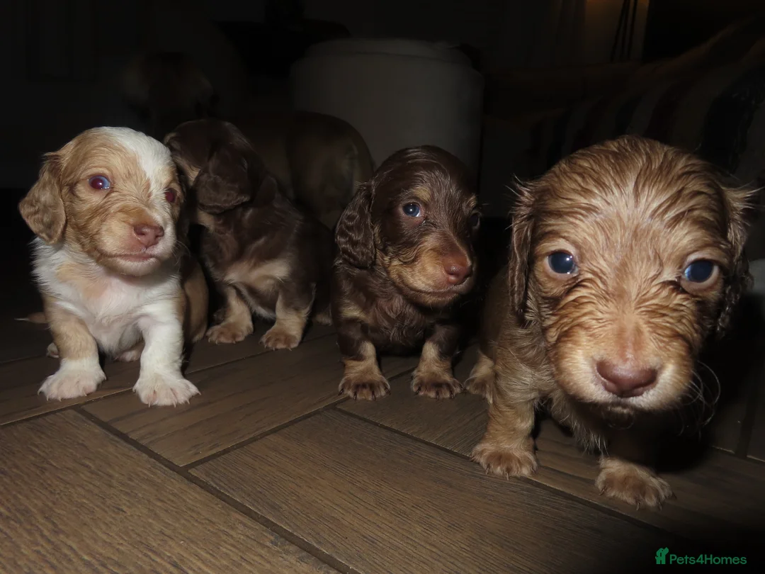 Miniature Dachshund dogs for sale: Long-Haired KC Miniature Dachshund Puppies  - Advert 12