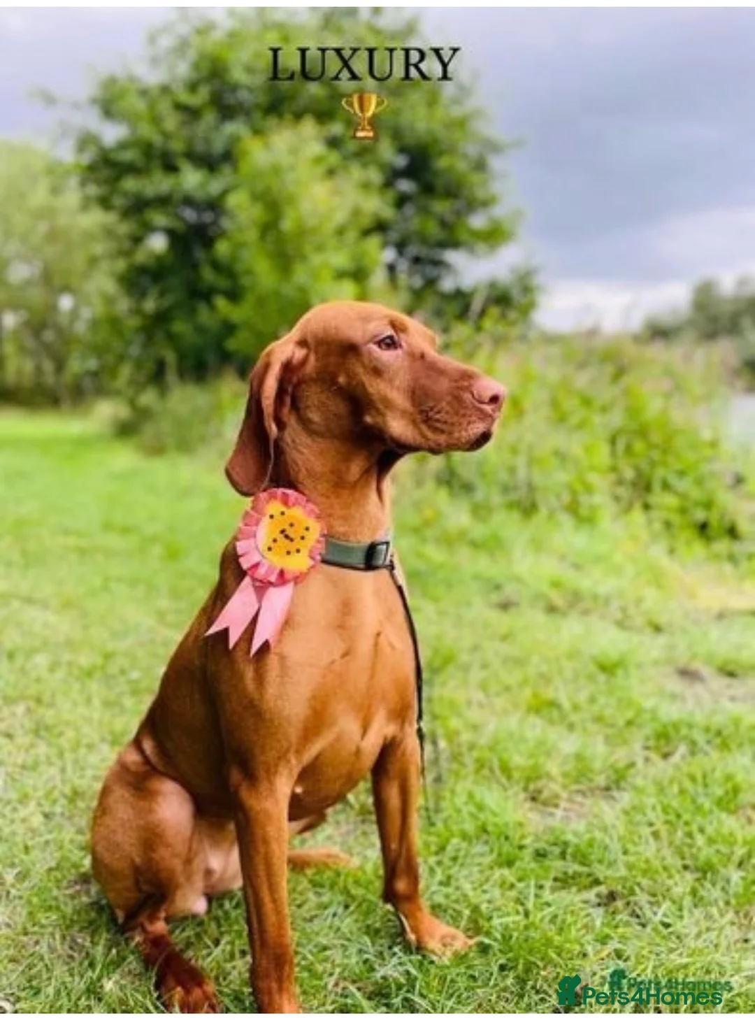 Hungarian Vizsla dogs for sale: Hungarian Vizslas from Licenced Breeder - Advert 1