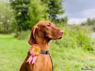 Hungarian Vizsla dogs Hungarian Vizslas from Licenced Breeder - Advert 3