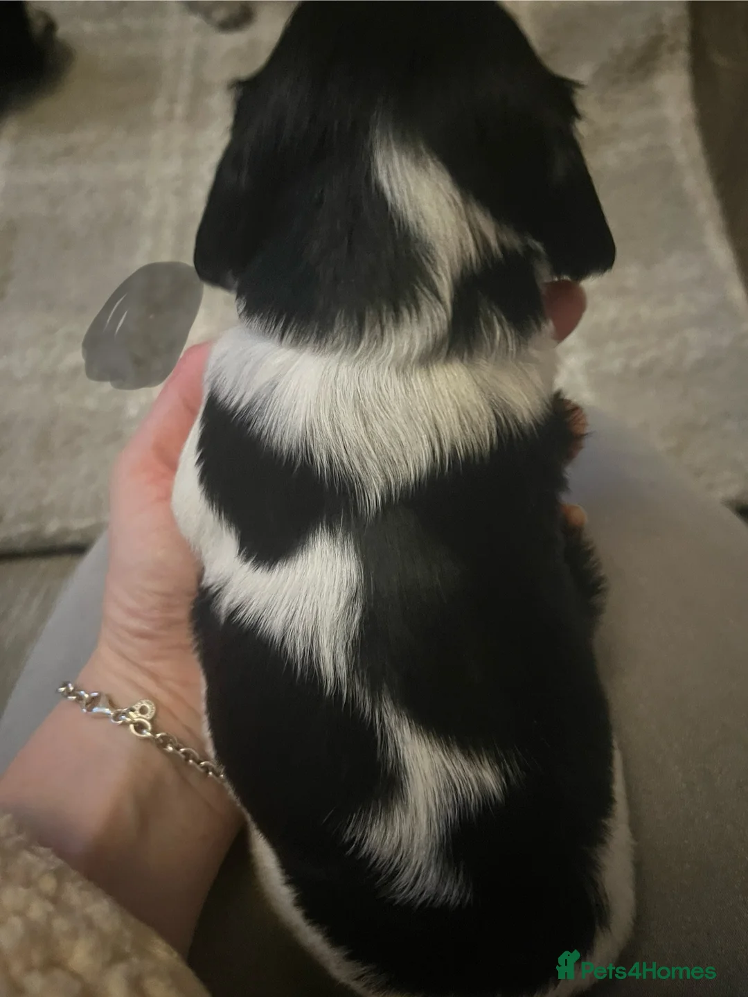 Sprocker dogs for sale: Sprocker spaniel puppies - Advert 17