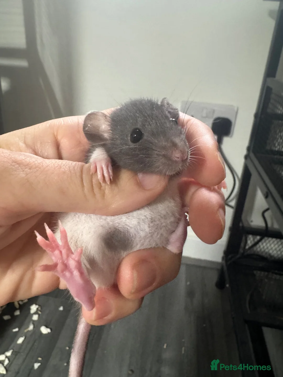 Rat rodents for sale: Baby dwarf rats for sale - Advert 7