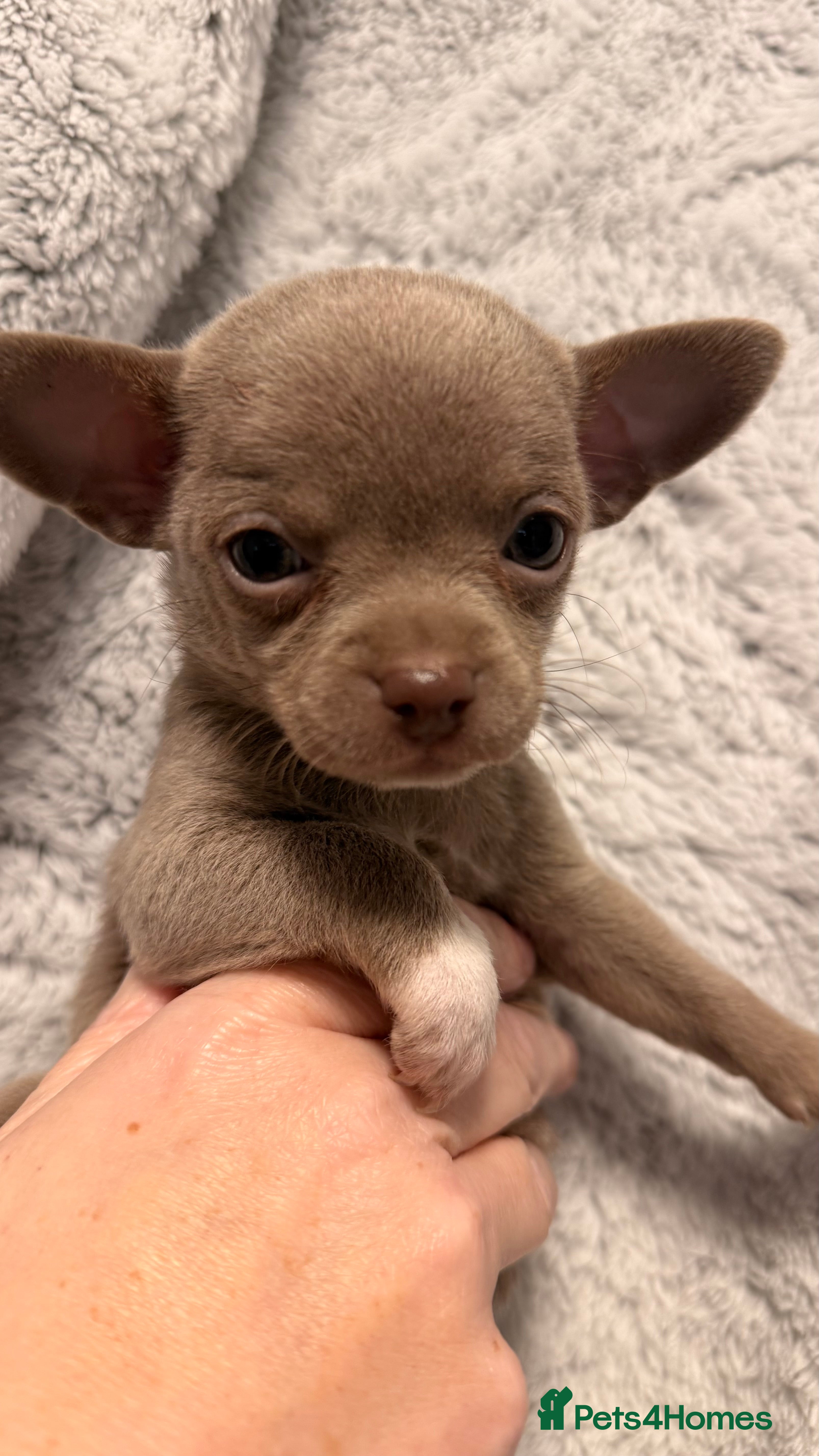 Chihuahua dogs READY NOW Tiny Lilac and Blue Chihuahuas REDUCED - Advert 7