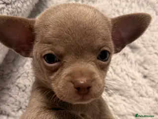 Chihuahua dogs READY NOW Tiny Lilac and Blue Chihuahuas REDUCED - Advert 7