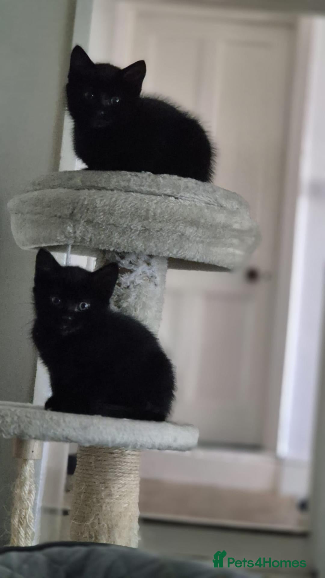 Mixed Breed cats for sale:  2 cute black girls  looking for a forever home - Advert 1