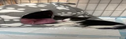 Mixed Breed cats for sale: 2X Female Kittens - Advert 5