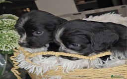 Cocker Spaniel dogs for sale: Exceptional Pedigree Show Type English Cockers  - Image 15