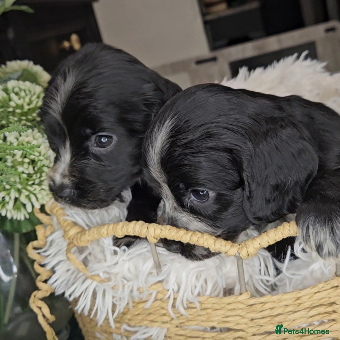 Cocker Spaniel dogs for sale: Exceptional Pedigree Show Type English Cockers  - Image 15