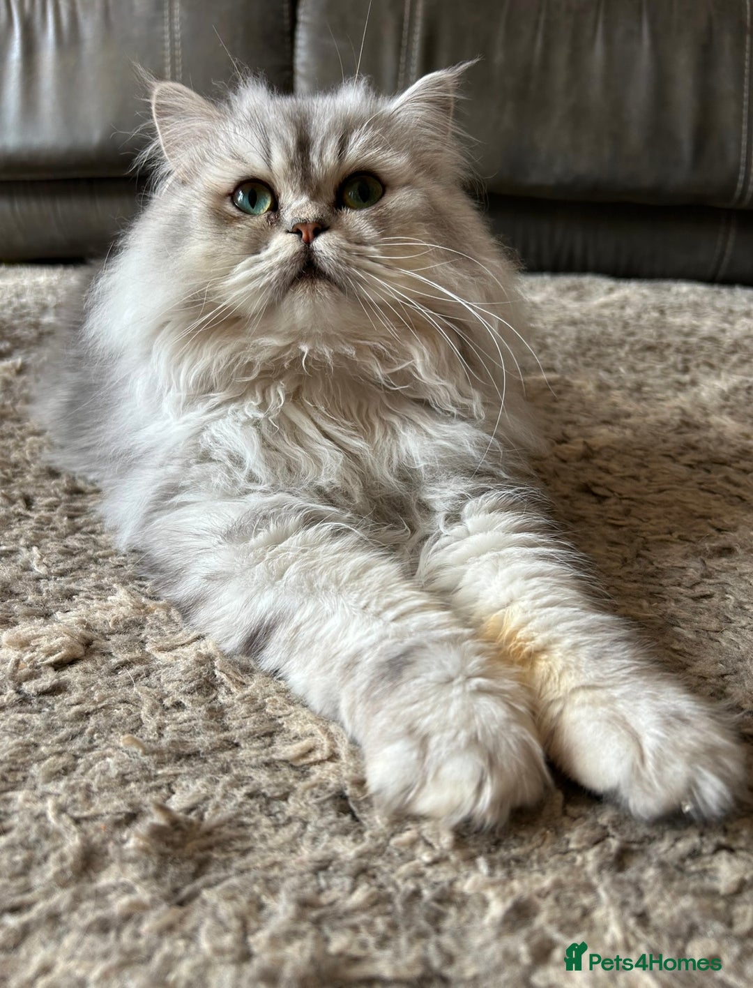 Persian cats for sale: 1 year old Persian - Advert 2
