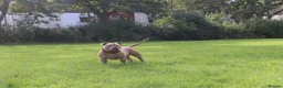 American Bully dogs for sale: Looking for a loving home in Staines - Advert 4