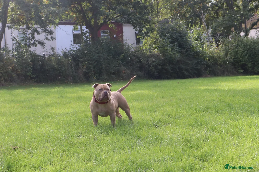 American Bully dogs for sale: Looking for a loving home in Staines - Advert 4