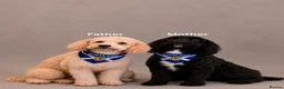 Sproodle dogs for sale: Puppy Parti Springerdoodle - Advert 3