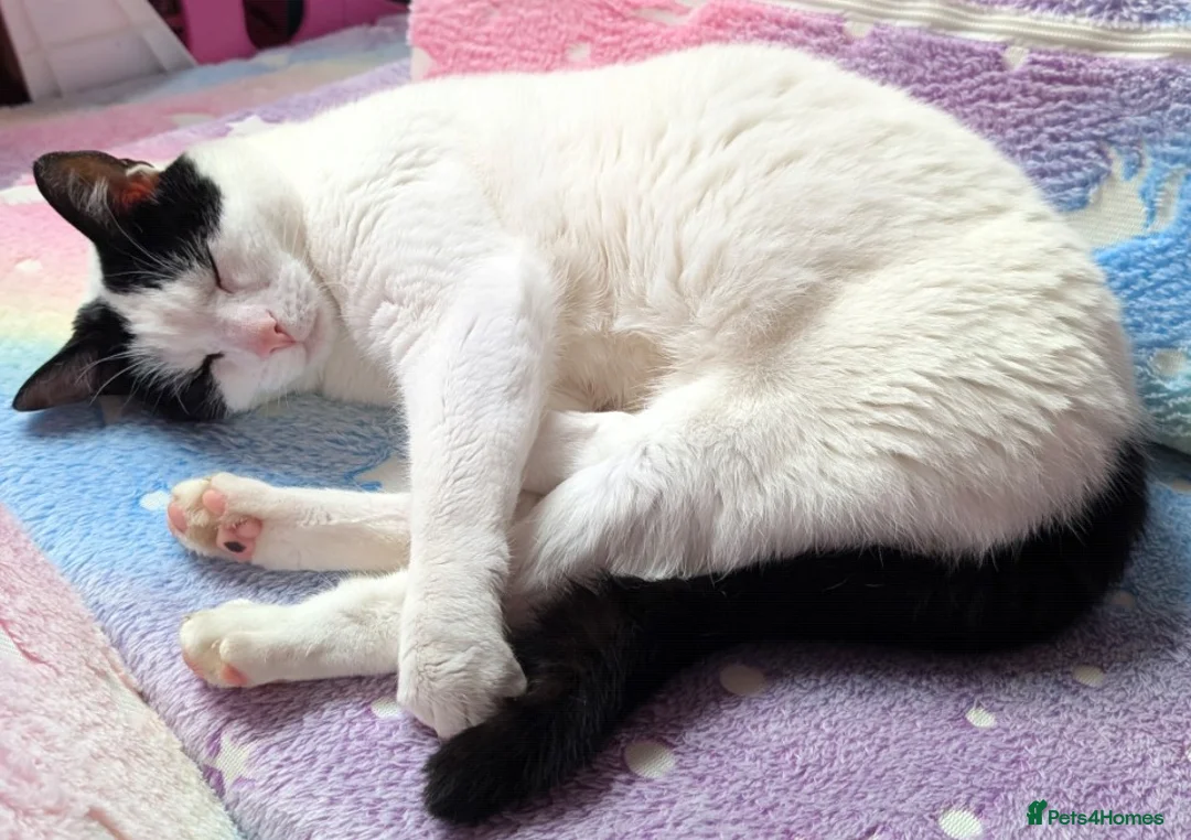 British Shorthair cats for sale: Rehome Cat - Advert 1