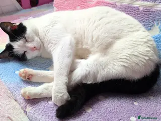 British Shorthair cats Rehome Cat - Advert 5