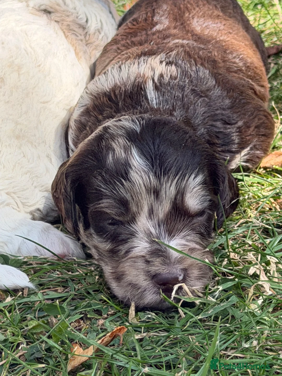 Sproodle dogs for sale: F1 Sproodles FULLY DNA 5⭐️ Licensed Breeder - Advert 25