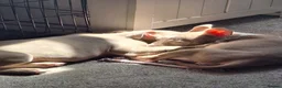 American Bully dogs for sale: 1 American female pocket bully  - Advert 9
