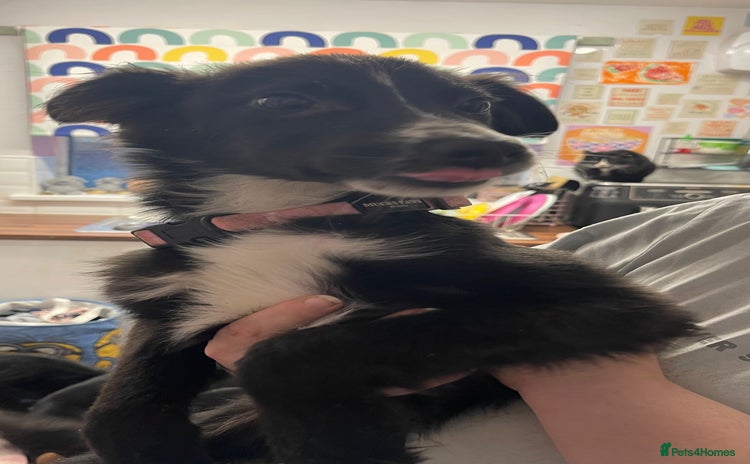 Mixed Breed dogs Collie cross pups  - Advert 1