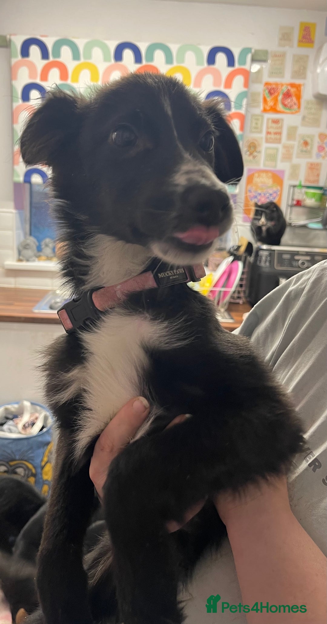 Mixed Breed dogs for sale: Collie cross pups  - Advert 1